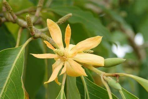 Golden Champa (Michelia champaca)